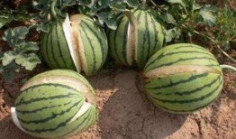 临沧网红吃瓜事件真相