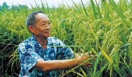 袁隆平媒体爆料视频大全,揭秘农业科技巨擘的智慧与贡献