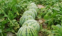 爆料大瓜椰视频模板,一场视觉盛宴的幕后故事