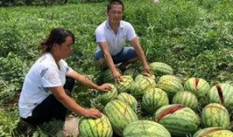 临沧网红吃瓜事件真相