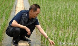 袁隆平媒体爆料视频大全,揭秘农业科技巨擘的智慧与贡献