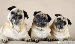 内蒙巴哥爆料最新消息,揭秘内蒙古最新动态！”