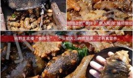 爆料海参被打视频大全,海洋生态危机引关注