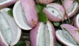 凯里网红吃八月瓜的店,凯里特色美食——八月瓜吃法大揭秘