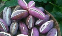 凯里网红吃八月瓜的店,凯里特色美食——八月瓜吃法大揭秘