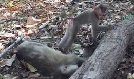 猴子电影在线观看视频