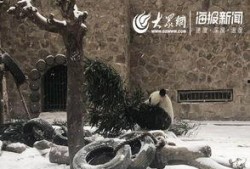 天津动物园爆料新闻视频,神秘动物亮相引游客热议