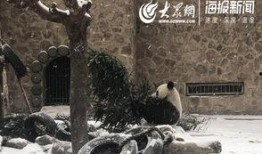 天津动物园爆料新闻视频,神秘动物亮相引游客热议